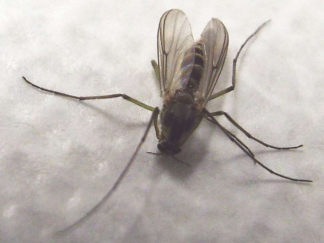 Chironomidae: ...cfr. Chironomus sp.